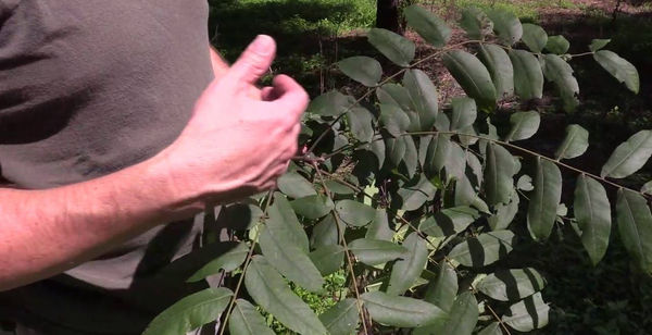 Tree ID - Black Walnut